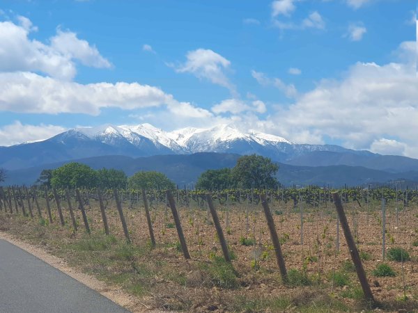 Agrandir la photo Local commercial à vendre - 450.0 m2 - 66 - Pyrenees-Orientales